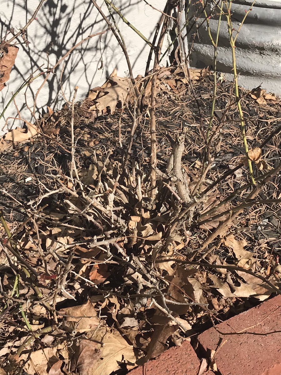 DigBitchDig1's tweet photo. And where are my rose people? The middle of this plant is deader than gone, but the outsides are alive. Itβs hideous, I know. Anything I can do? #rose #helpplease #gardeningtips #gardening #shouldigiveup https://t.co/agz6vs5mmf