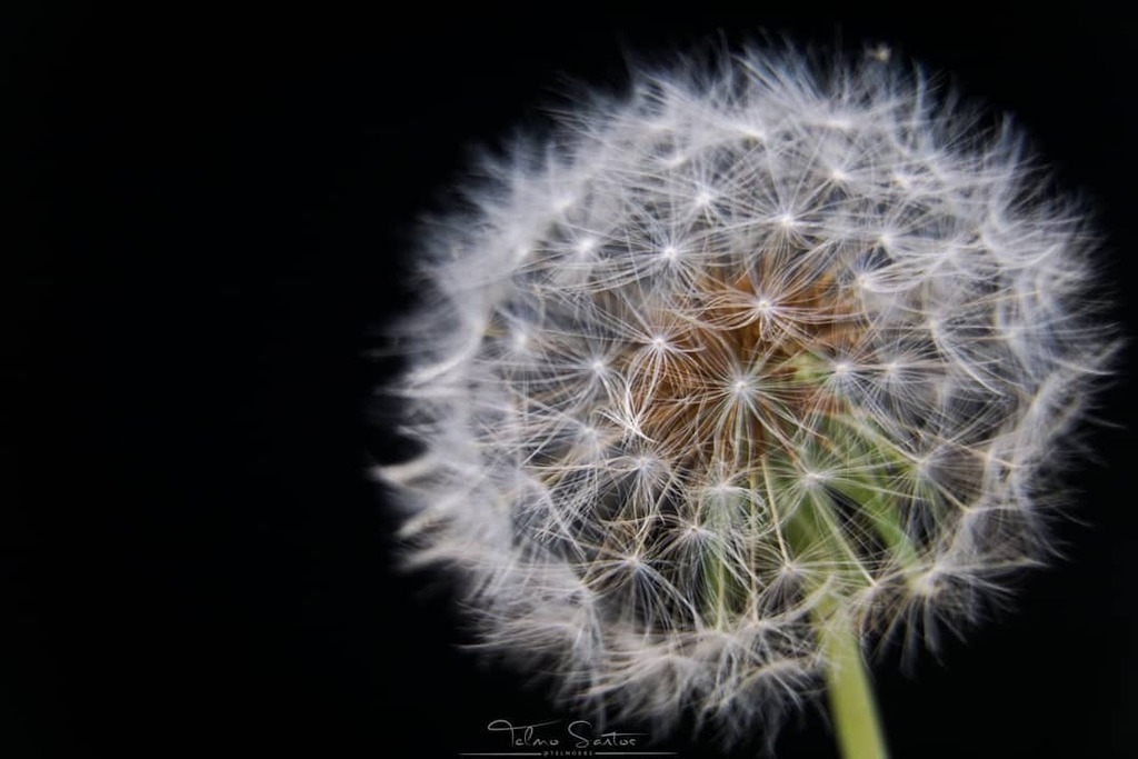 telmorbs's tweet photo. Dandelion
___
Follow:
@telmorbs
https://t.co/NG8QzeIwwY
___
⬇️ Prints and Walk Art! ⬇️
https://t.co/tonXKkq1pR
____________________________________________________
#dandelion #macro #macrophotography #plants #Taraxacum #Magnoliophyta #Magnoliopsida #As… https://t.co/An4f3NBSlI https://t.co/Fs5KK8pFPg