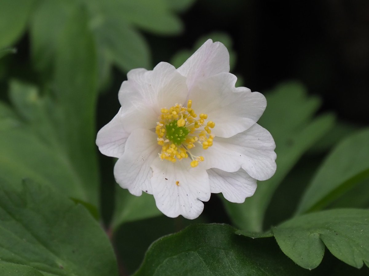 Wood anemone just starting to flower near Faversham today for #wildflowerhour