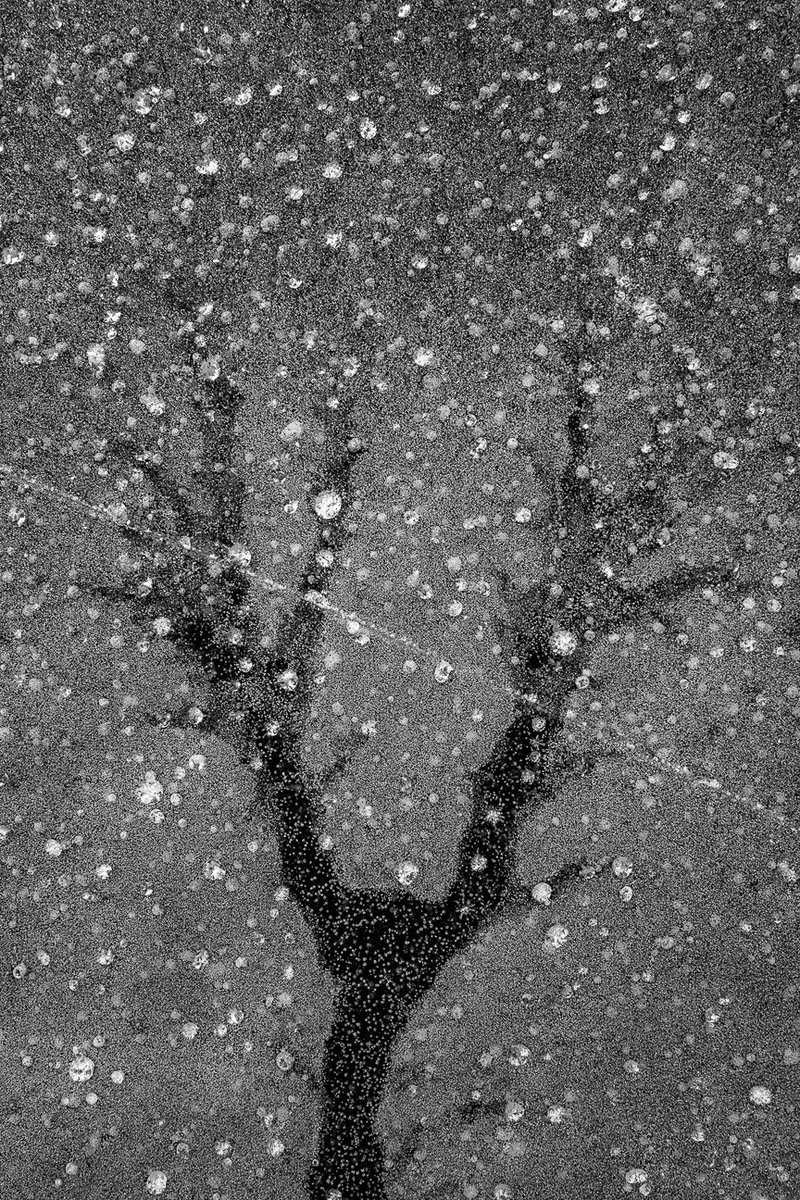 PhotoPlaceVT's tweet photo. "Cajal's Frost" © Katherine Emery
from the online exhibition of Poetry of the Ordinary. To view more selected images from the online gallery follow the link. https://t.co/Tl6V0mYdXo
#poetryoftheordinary #ordinaryphoto #finearphotography #bwphoto #frost #icephoto #monochrome https://t.co/UXU1YE9w3Z