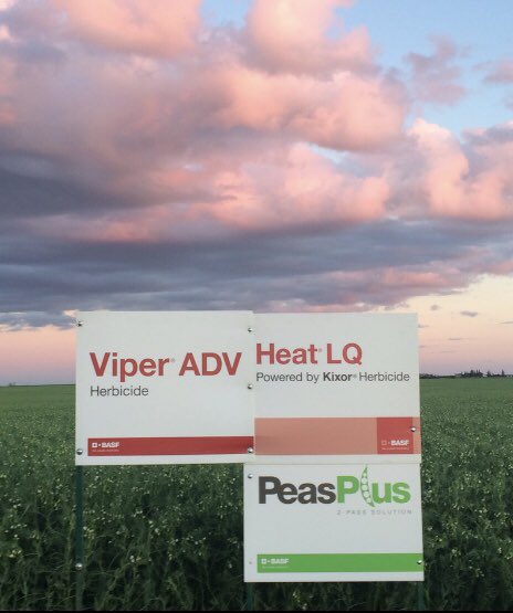 bforsber's tweet photo. You’ve watched the markets, selected the right fields, did the work, your all in. #WeCreateChemistry @BASF and our products stand tall and finish strong, from farm to field. #InsurePulse #NodulatorDuoSCG #HeatLQ #ViperADV #PeasPlus #Dyax and now #Cotegra https://t.co/zyfpsO0gxG