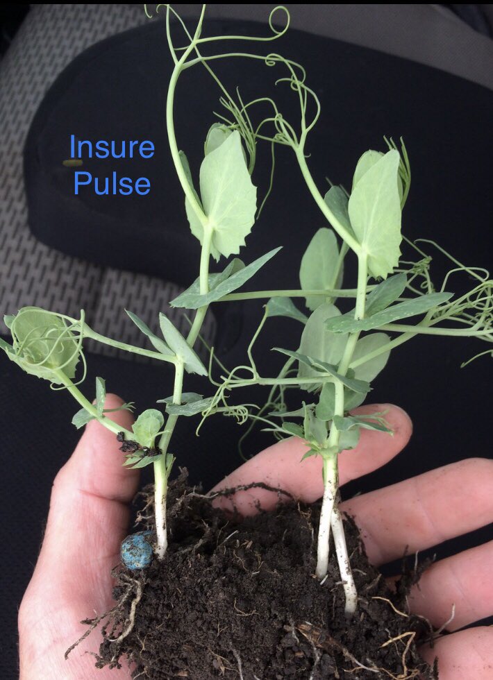 bforsber's tweet photo. You’ve watched the markets, selected the right fields, did the work, your all in. #WeCreateChemistry @BASF and our products stand tall and finish strong, from farm to field. #InsurePulse #NodulatorDuoSCG #HeatLQ #ViperADV #PeasPlus #Dyax and now #Cotegra https://t.co/zyfpsO0gxG