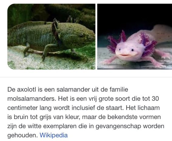 JanaVanwynsber1's tweet photo. Sorry ma die ‘Axolotl’ kom uit de familie MOLsalamanders.... #Lennart #DeMol https://t.co/TBCfo5WL7w