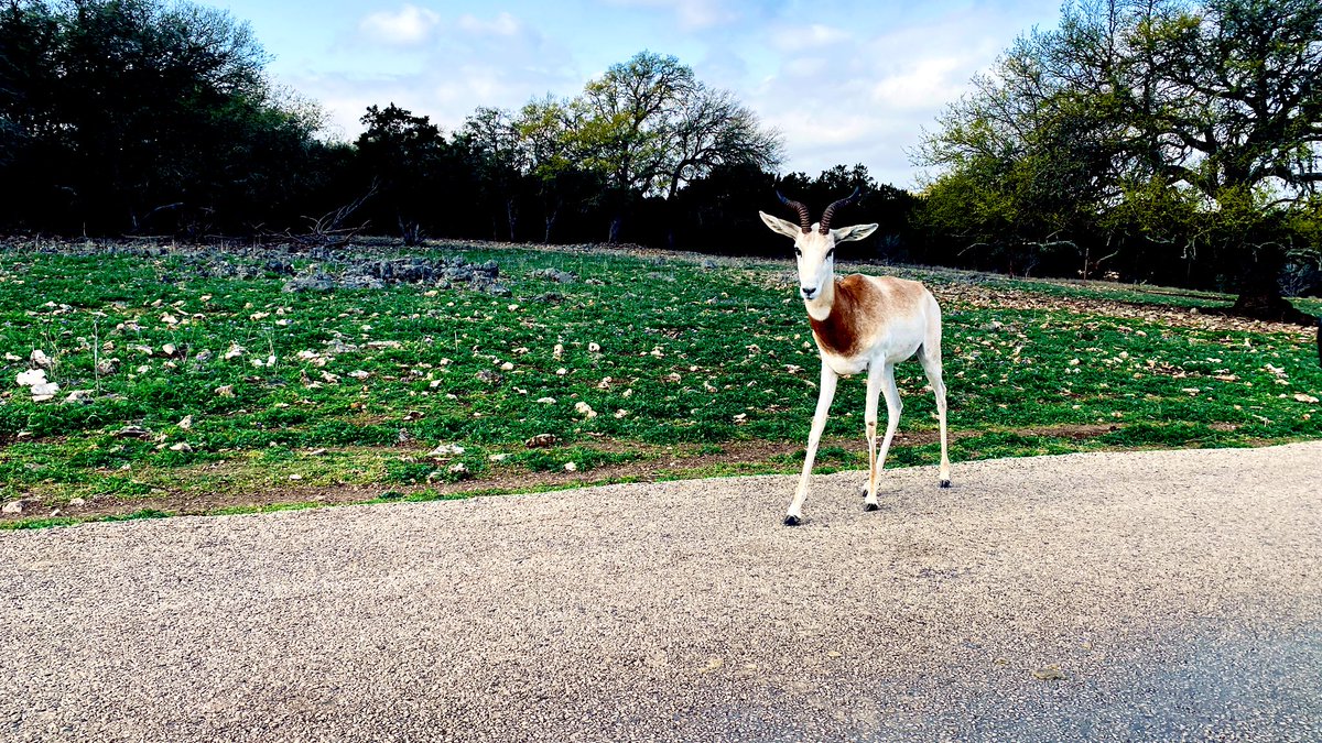 jaysonstreet's tweet photo. Took my offspring with @Ell_o_Punk to the wildlife safari park! Made sure we kept social distance with the other cars but not so much with the animals! 😁 #IsolatedHackerAdventures https://t.co/pjtPHpDHeV