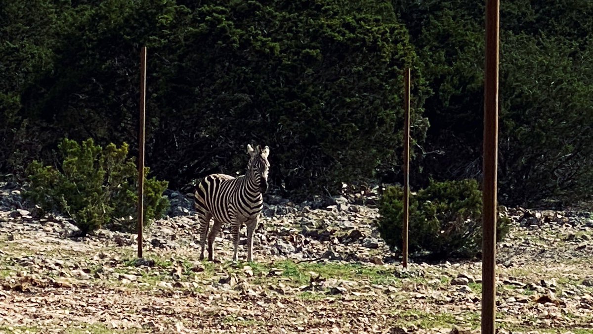 jaysonstreet's tweet photo. Took my offspring with @Ell_o_Punk to the wildlife safari park! Made sure we kept social distance with the other cars but not so much with the animals! 😁 #IsolatedHackerAdventures https://t.co/pjtPHpDHeV
