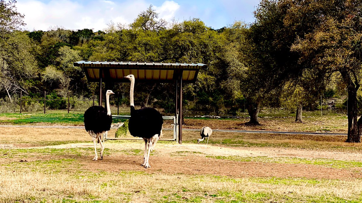 jaysonstreet's tweet photo. Took my offspring with @Ell_o_Punk to the wildlife safari park! Made sure we kept social distance with the other cars but not so much with the animals! 😁 #IsolatedHackerAdventures https://t.co/pjtPHpDHeV