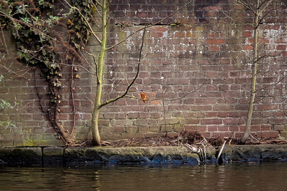 IJsvogel in hartje Haarlem. Niet beste fotokwaliteit, maar toch bijzonder beeld. #bakenessergracht #kingfisher
