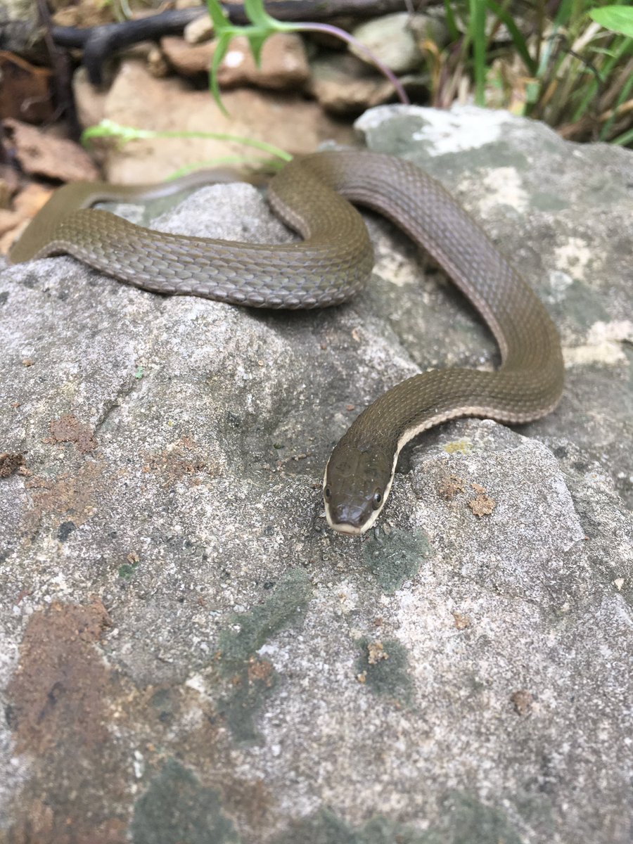 WildlifeEpiLab's tweet photo. Yaaaaaas Queen, SLAYYY🔥
.
This here is a queen snake (Regina septemvittata). They aren’t afraid of tough exteriors, in fact their favorite “seafood” dish are crayfish! 🦞🐍
.
.
.
#snakesunday #queensnake #wildlife #wildifehealth #onehealth #uiuc #vetmed #epidemiology https://t.co/F4kkgVq5rF
