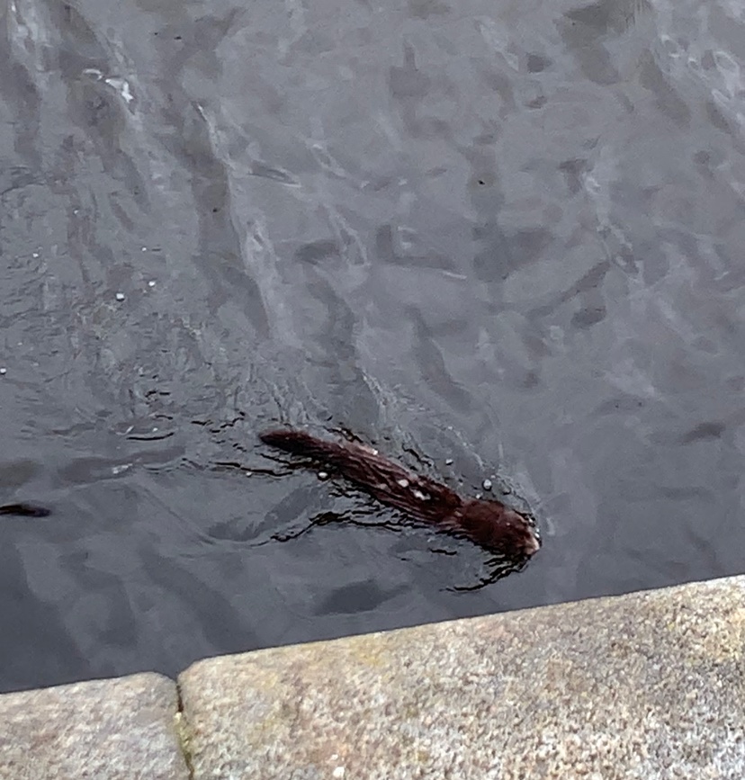 SoonForget's tweet photo. Productive weekend:
- Bought a bike
- Met a friend for a walk 
- Saw an otter in the Clyde 
- Went on a ride to pick up wild garlic
- Got a sore butt
- Made wild garlic pesto
- Ate wild garlic pesto https://t.co/qYbGOIjuBV