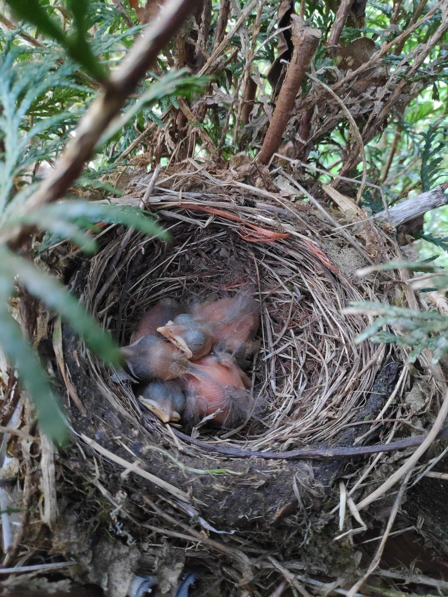ManuelEspineira's tweet photo. Chegou a primaveira, o merlo xa anda a coidar da súa prole.🌼🐦🍀
Turdus merula
#avidasegue
#naturezapura
@BirdingGaliza
@biodiv_gnp
@MaltratoPaisaxe
@arboles_magicos https://t.co/yxaj6xXxHC