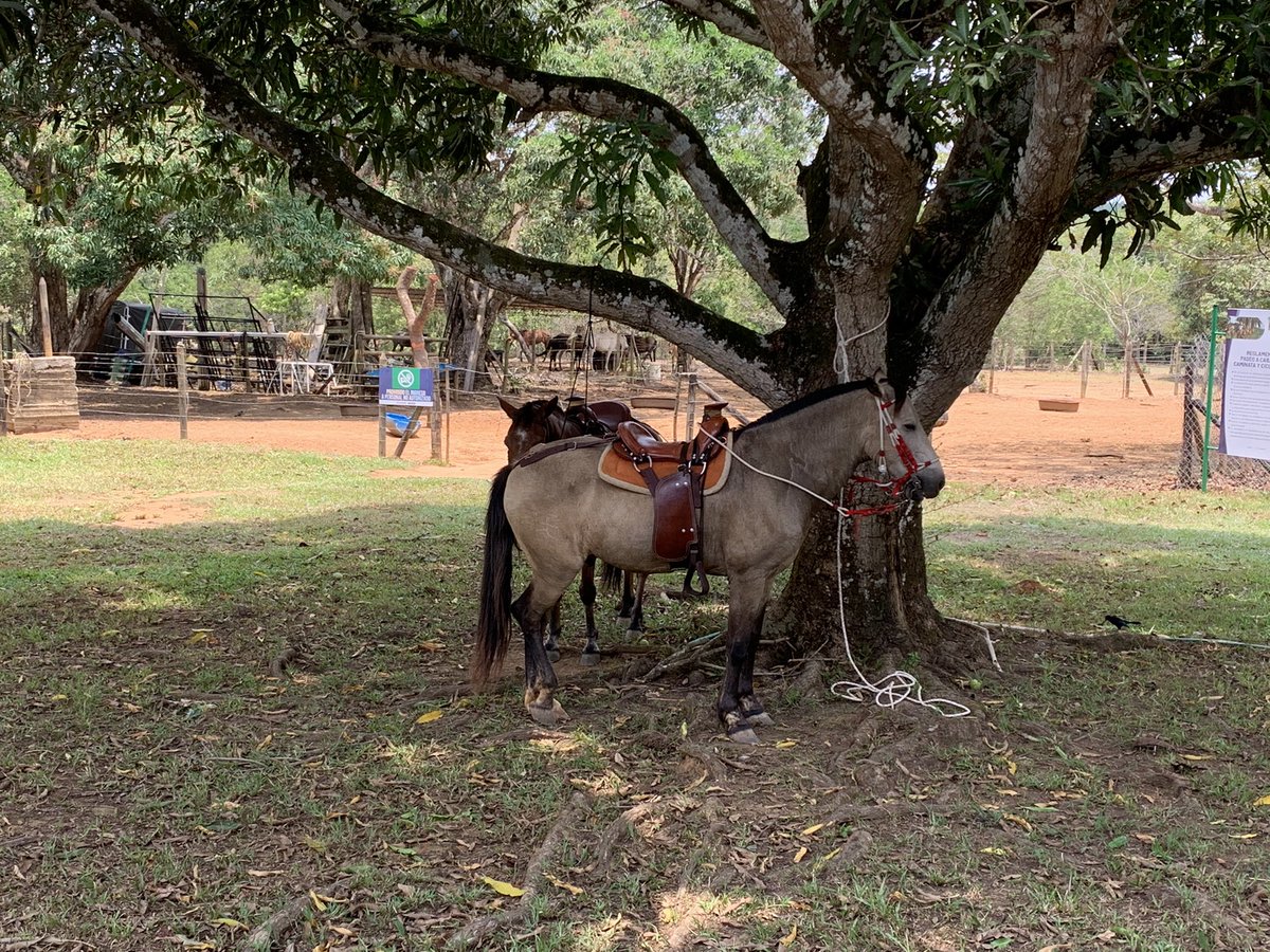 fabianroficial's tweet photo. Un lugar mágico en nuestro Llano #yurimena https://t.co/cz8vu9eiKO
