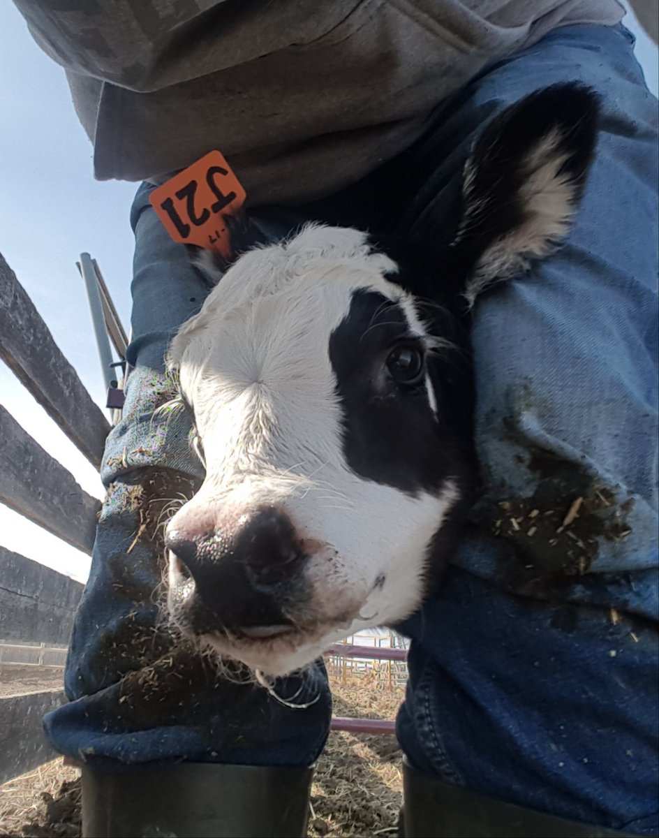 KimBekkering's tweet photo. Got to do a little wrastlin' today
2 vaccinated &amp; tagged. https://t.co/7FQUHZGLFV
