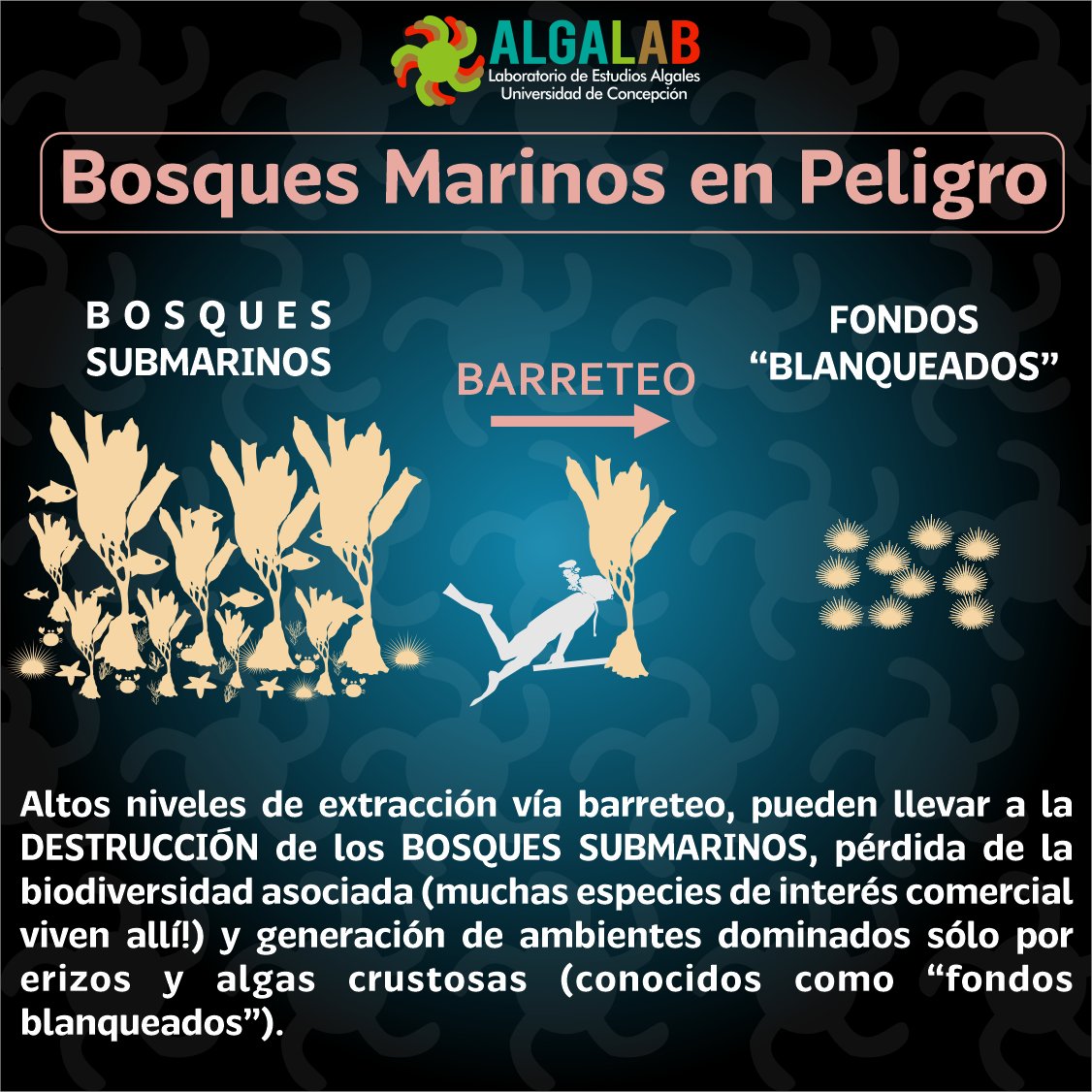 AlgaLab's tweet photo. Hoy es el #DiaInternacionalDeLosBosques.
Para los Bosques Submarinos en Chile no hay nada que celebrar, sólo devastación, extracción indiscriminada, deforestación 😰.
#Huiros bajo amenaza.
#BosquesMarinosEnPeligro https://t.co/DdCd6Rm2Km