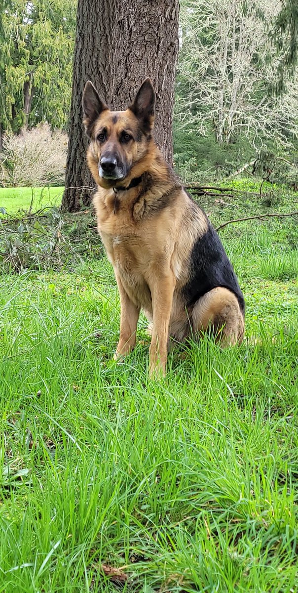 MsSonicFlare's tweet photo. When you have a #K9 Lieutenant Segen as your watch dog! I wouldn't mess with him. Yes he doesn't blink...yes, he stares at you... #TheSegen #dogsoftwitter #gsd #germanshepherd #Batman #WeekendThoughts #dontmesswithMe #doglovers #WorkingDog https://t.co/ciPQkgwWrX