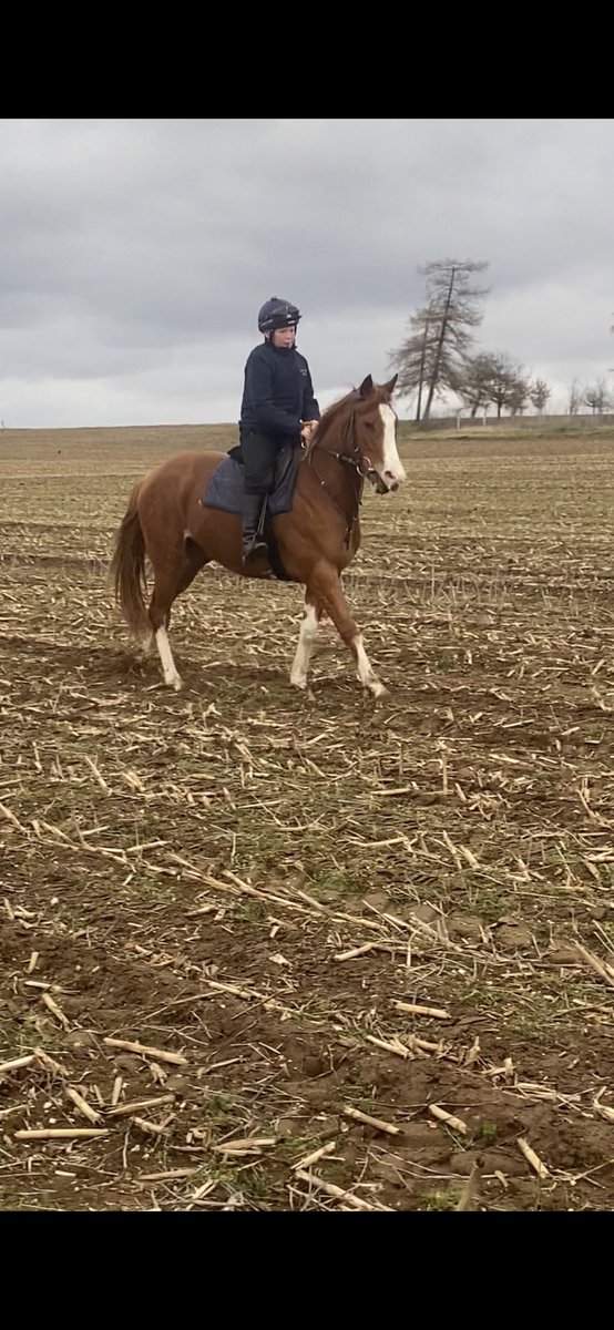 ArcyArron's tweet photo. Can’t wait to get this one qualified to pony race exciting times ahead 🏇🏾🏇🏾 https://t.co/9tY0v3UU8J