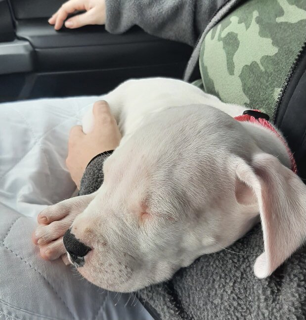 Meet Delilah, the newest edition to our family! 💜💜