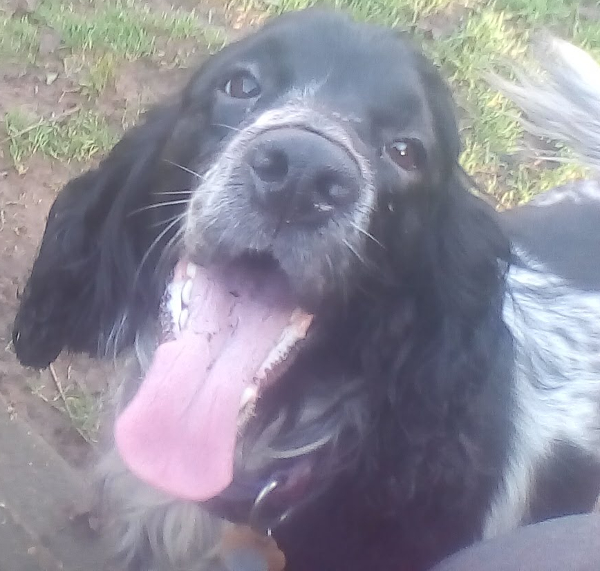 Erastes©🍷🎃🐶🐶🐶 tweet media