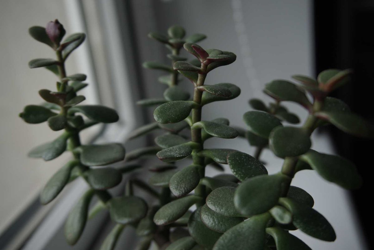 A succulent plant (Crassula) on my windowsill.