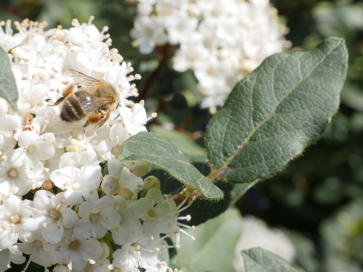 EggColomba's tweet photo. #bees https://t.co/G2D9mlj0K0