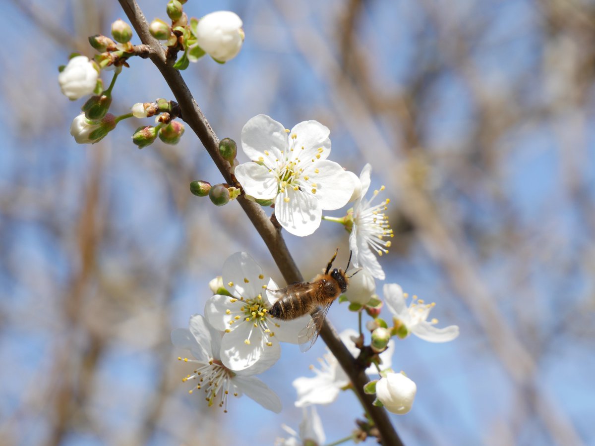 EggColomba's tweet photo. #bees https://t.co/G2D9mlj0K0
