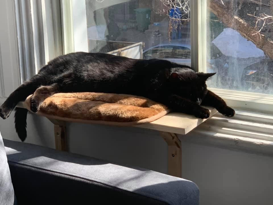 AnimexRefuge's tweet photo. MORGANE ADOPTÉE 💖🐾💖🐾💖🐾
Merci aux adoptants! #VerduLuv #mtlmoments #SOmtl https://t.co/WgDn3jSkr3