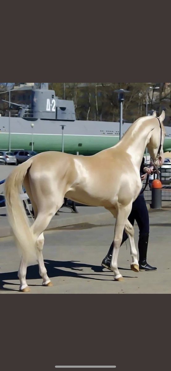 tatianotzin's tweet photo. Comparto este caballo dorado para que no rompas más, mi pobre corazón... https://t.co/3XaKmSph44