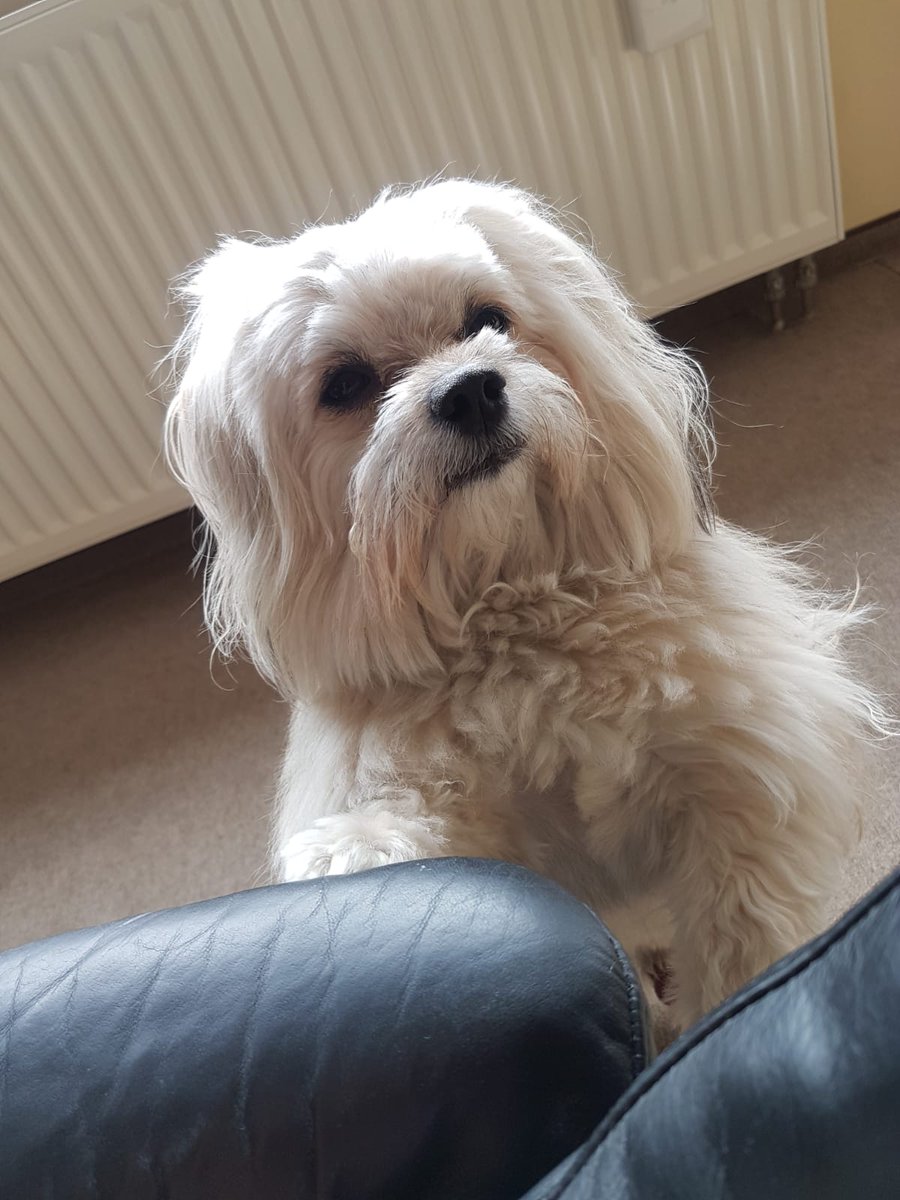 LylacRaeven's tweet photo. Have a fluffy 'lil doggie at the end of the day :3
#pet #mypet #petlover #petlove #petlife #petcheck #petpov #petdrop #pettips #petsoftwitter https://t.co/9DWUNCXKgu