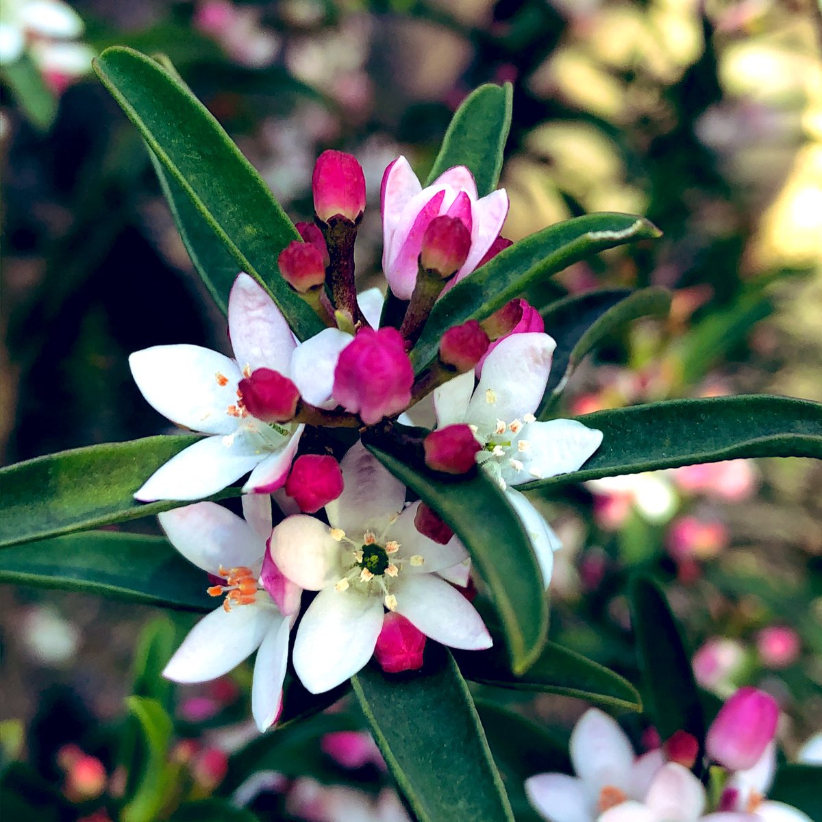 Hirutan25 長期休止中 S Tweet おはようございます 今日は星 の形をした可愛らしい花 エリオステモンです 写真を見ると分かりますが つぼみの状態ではピンク色で 咲いたときには白になります ロウソクのロウのような光沢の 花びらです 分かりますかね 花