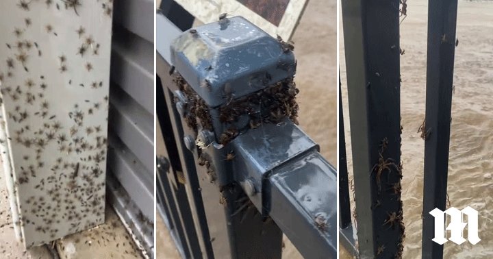 DailyMailAU's tweet photo. Creepy footage shows HUNDREDS of spiders seeking higher ground from record floods #NSWFloods #SydneyFloods https://t.co/jOj6E9YuEr https://t.co/5qfw9U8yEe
