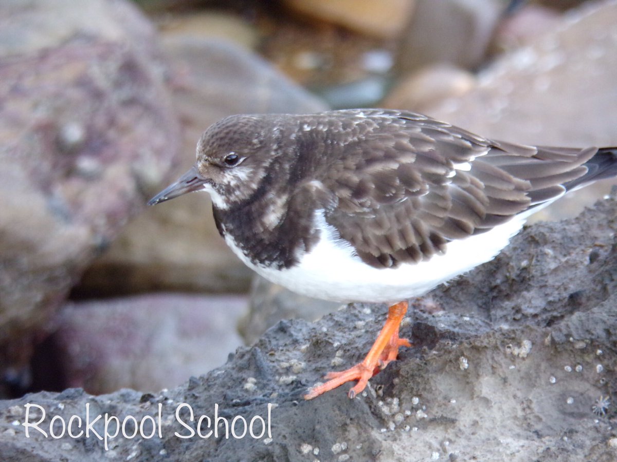 🟠THE TURNSTONE🟤

Not only do we have so many fabulous marine animals along our coasts, but we have a great deal of beautiful coastal birds also. 

Check out this super cute photo of a Turnstone I took not so long ago! 
#spaceforshorebirds #turnstone #stmarysisland #whitleybay