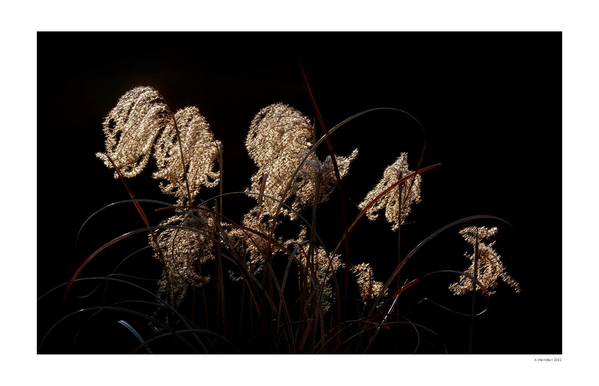3_qrx's tweet photo. backlit (2021) by A. Weinstein
#reallight #photoghraphy https://t.co/pcoOQ1FO97