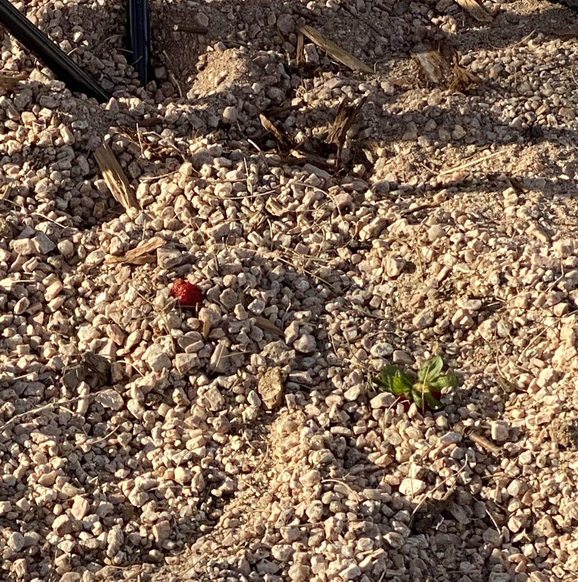 bolebrianbmith's tweet photo. it’s a really long curved strawberry https://t.co/eGA4Uf6UYD