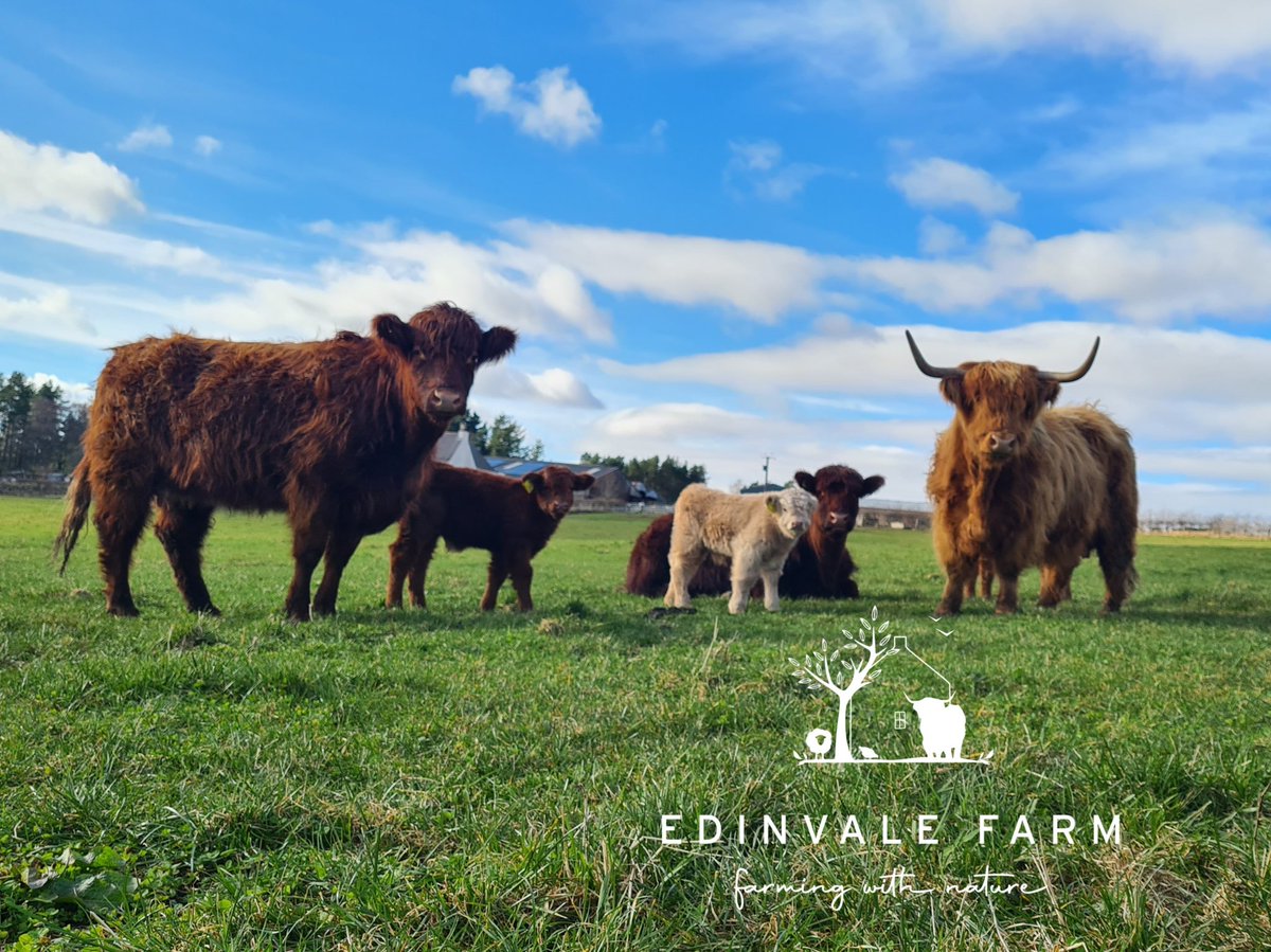 EdinvaleFarm's tweet photo. Great to see coos and calfies out in such glorious weather. Half way through calving now and going well despite the two sadnesses we had at the of last week. #nativebreeds #highland #shorthorn #grasstobeef #conceptiontoconsumption https://t.co/nz8el7haRW