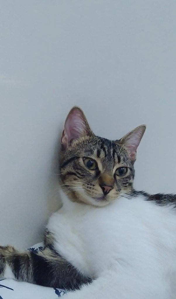 Niye her fotoğrafını çektiğimde "anasını sattığımın dünyası" der gibi bakıyor bu hayvan ya