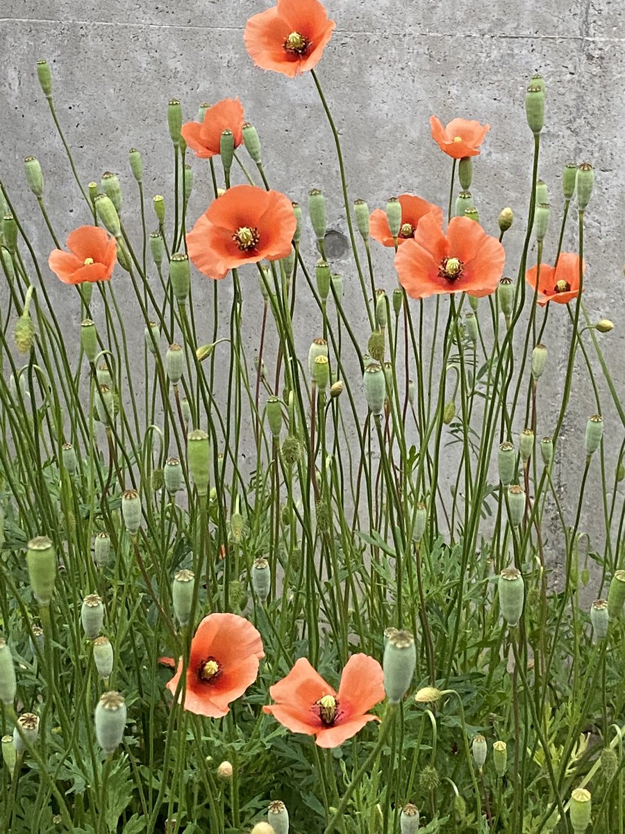 Toko 丘の上ひなげしの花で アグネスチャンの歌にありました ひなげしの花 ポピー 去年5 5ご近所で撮影の写真見て描きました 見て下さりありがとうございます 桜も見る見る咲いています 穏やかな一日を 感謝 水彩画初心者 3