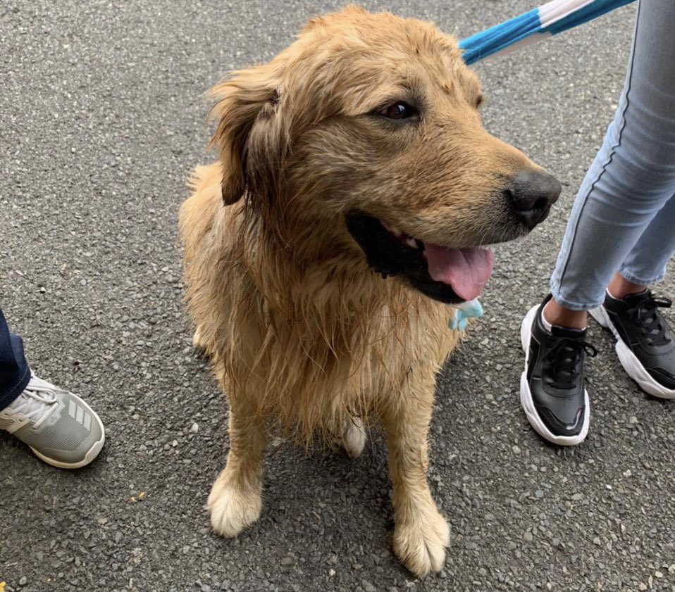 Este can fue encontrado en el sector de la Universidad del Azuay, al momento se encuentra en la Estación Nro. 3 de #BomberosCuenca, ubicada en la Av. 27 de Febrero y Roberto Crespo Toral. Buscamos a sus dueños. 
📌 Por favor compartir.