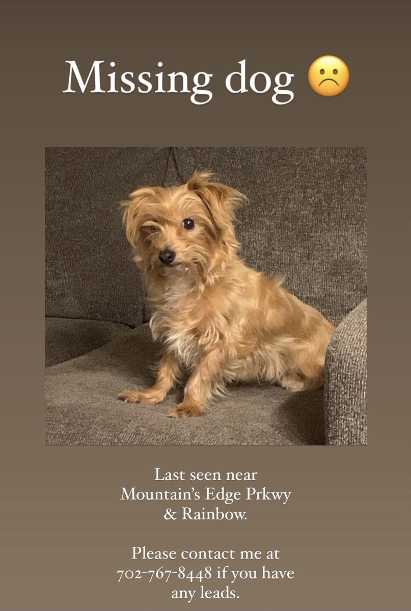 pmv310's tweet photo. Hey guys, my dog went messing yesterday :(  
She was last seen by Mountain’s Edge pkwy &amp; S Rainbow road. We really want her back home. if you guys can share, it would be much appreciated ❤️ https://t.co/q4wIU3uCLu