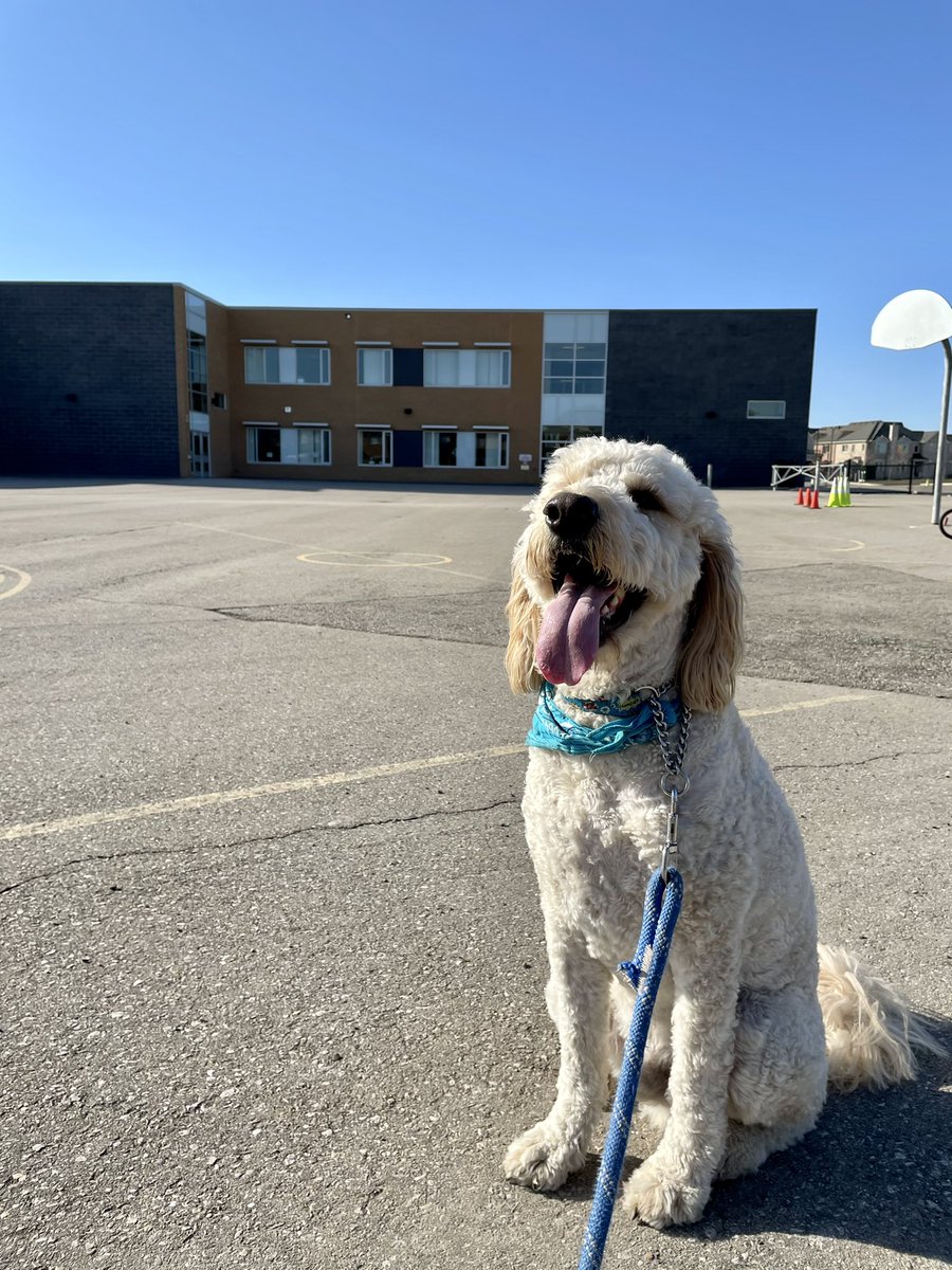 Hoping everyone is out enjoying this beautiful weather as much as Winston is! 🐾☀️ #happydog <a href="/StGregoryHCDSB/">St. Gregory</a>