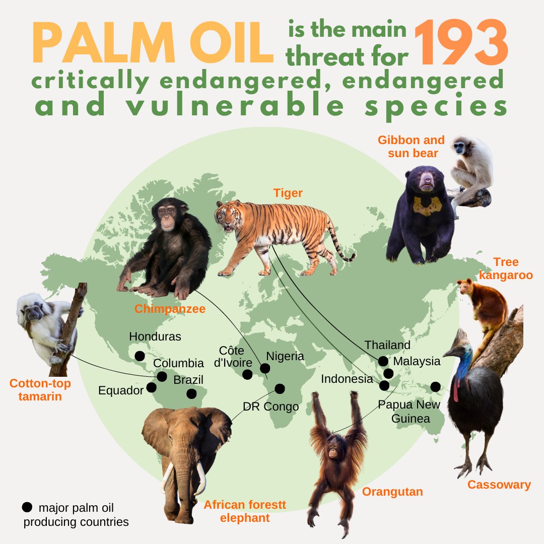 OFIOrangutan's tweet photo. Today is International Day of Forests!🌳🌏#DYK that the #palmoil is the main threat for 193 critically endangered, endangered &amp; vulnerable species across the globe? 
Read about our reforestation efforts here &amp; consider a donation➡️https://t.co/ibzT6kW9rS
#IntForestDay https://t.co/luEbAYBudL