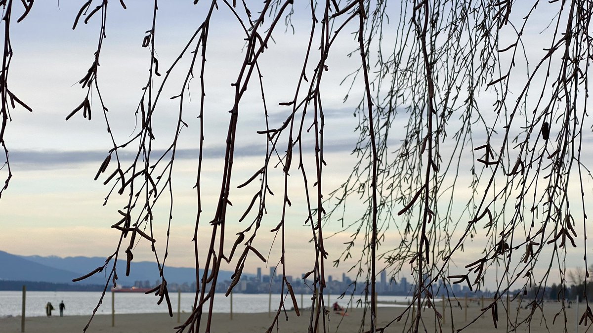 elvirayebes's tweet photo. Springtime, Locarno Beach, #Vancouver #mobilephotography Feeling grateful to live in this beautiful city. https://t.co/4BspDyK2lr