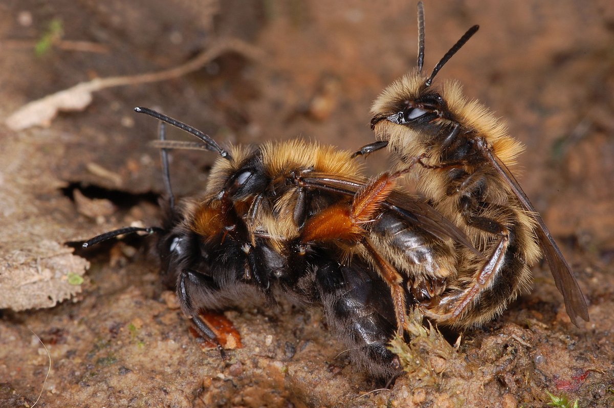 First day of spring and the Andrena clarkella boys were out and about subjecting all and sundry to their very own form of toxic masculinity down there in the leafmould. Luckily i was there with my camera for once to gather evidence against them...shouldn't be allowed !