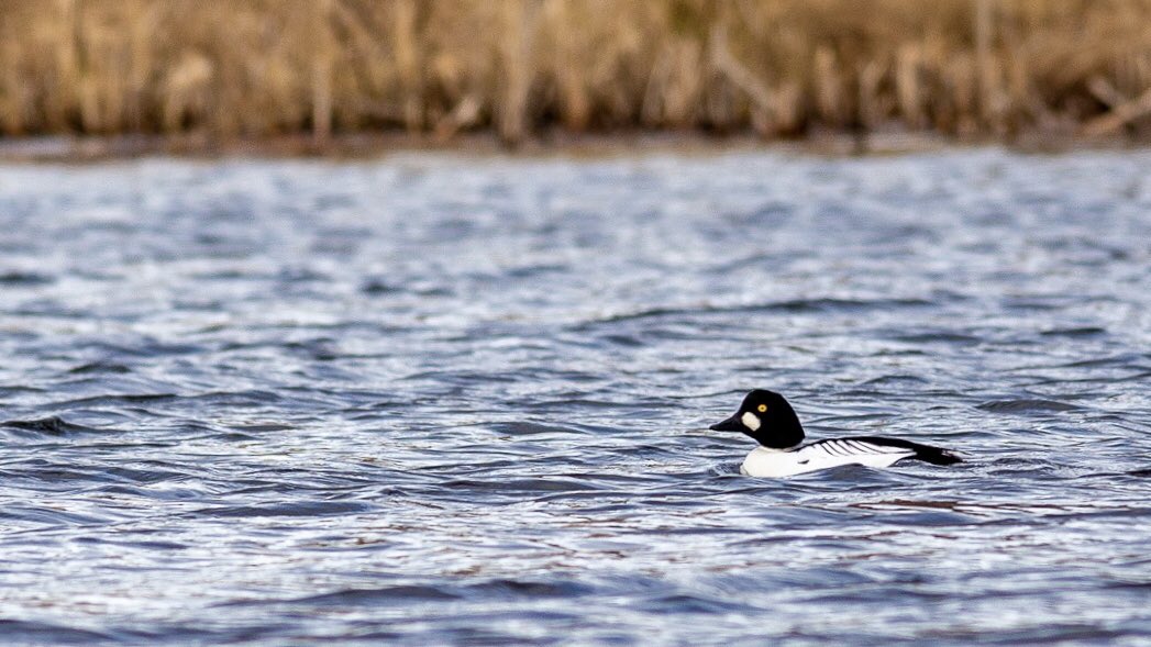 HenrikBerglind's tweet photo. Skogstur vid Läxarp idag. Många år sen jag gick där senast. Kul att ”återupptäcka” gamla stigar. 

#knipa #goldeneye #birdphotography #birdsofinstagram #naturephotography https://t.co/qKJ0phBCpi