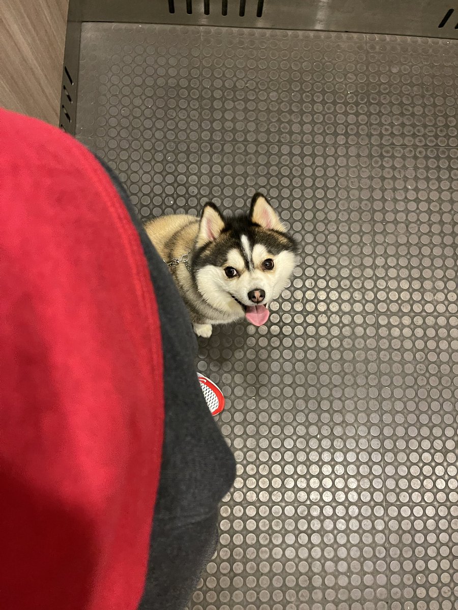 GayVersATL's tweet photo. Does my dog look “cockeyed”? https://t.co/sbj1SYeAwC