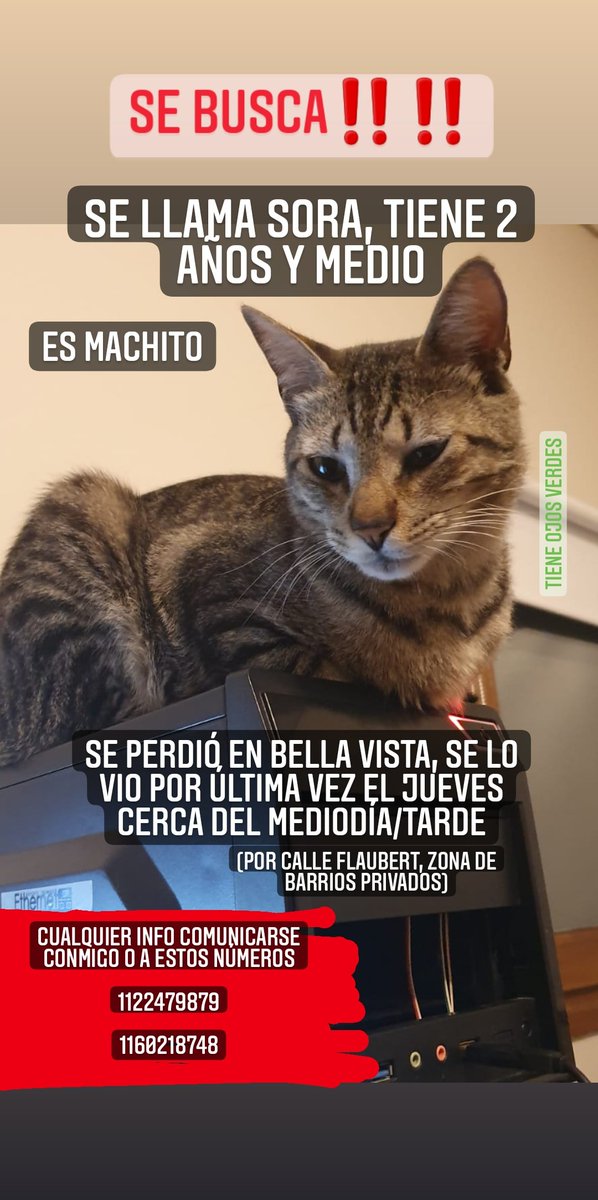 se agradece rt, buscamos a sora, gatito macho castrado, gris rayado de ojos verdes