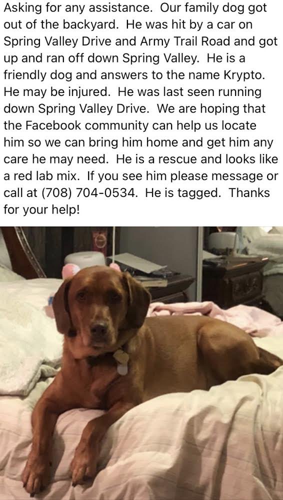 hawkscoachg's tweet photo. @BartlettBooster @bartlettil @BartlettFootba1 @BartlettHawksAD please spread the word of a students dog https://t.co/d2l0ZmbB1y