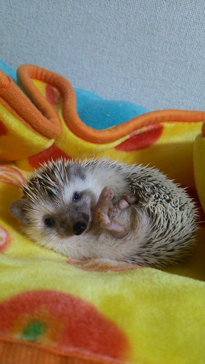 harinezumin05's tweet photo. 昨日ハリネズミのモモとさよならしました。
あんなに元気だったのに、、なんで、、

いつもこの時間はモモの朝ご飯準備＆掃除してる間、回し車いっぱい走って、朝ごはんいっぱい食べて満足そうにハウスでゴロンとしてたモモ、、

もう居ないのか、、

4年間ありがとう https://t.co/vkkOaytQqM
