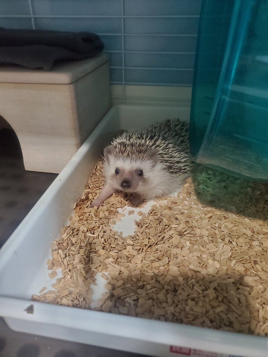 harinezumin05's tweet photo. 昨日ハリネズミのモモとさよならしました。
あんなに元気だったのに、、なんで、、

いつもこの時間はモモの朝ご飯準備＆掃除してる間、回し車いっぱい走って、朝ごはんいっぱい食べて満足そうにハウスでゴロンとしてたモモ、、

もう居ないのか、、

4年間ありがとう https://t.co/vkkOaytQqM