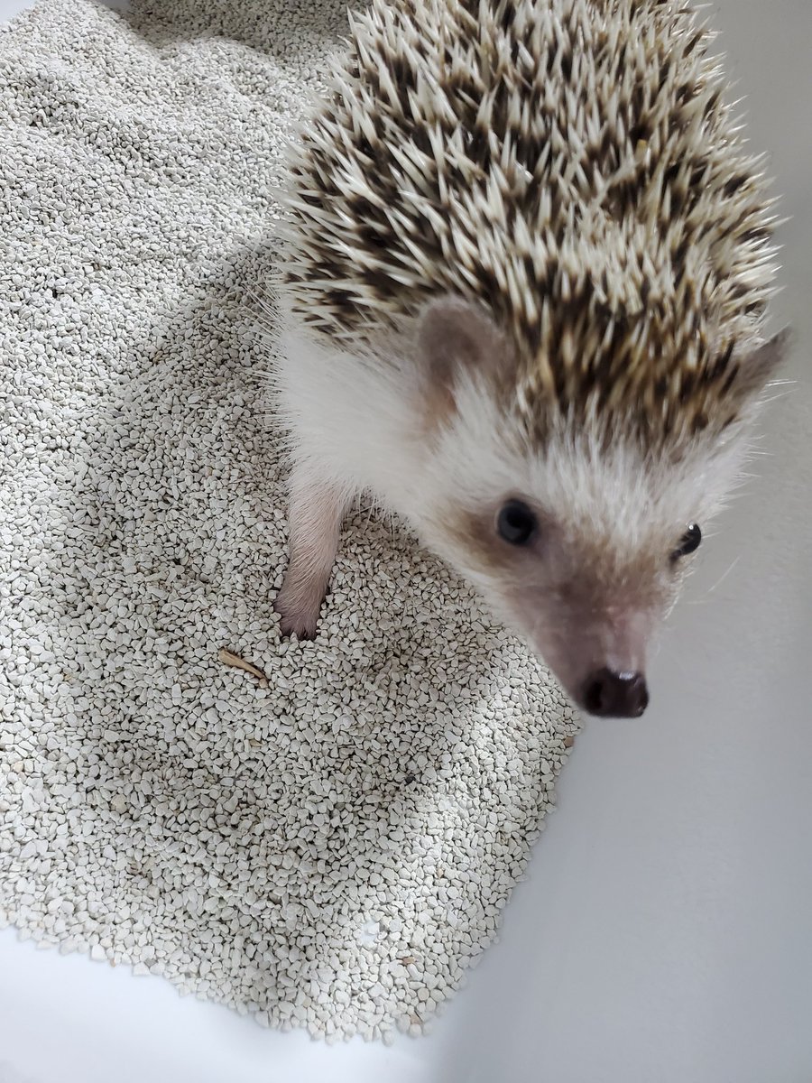 harinezumin05's tweet photo. 昨日ハリネズミのモモとさよならしました。
あんなに元気だったのに、、なんで、、

いつもこの時間はモモの朝ご飯準備＆掃除してる間、回し車いっぱい走って、朝ごはんいっぱい食べて満足そうにハウスでゴロンとしてたモモ、、

もう居ないのか、、

4年間ありがとう https://t.co/vkkOaytQqM
