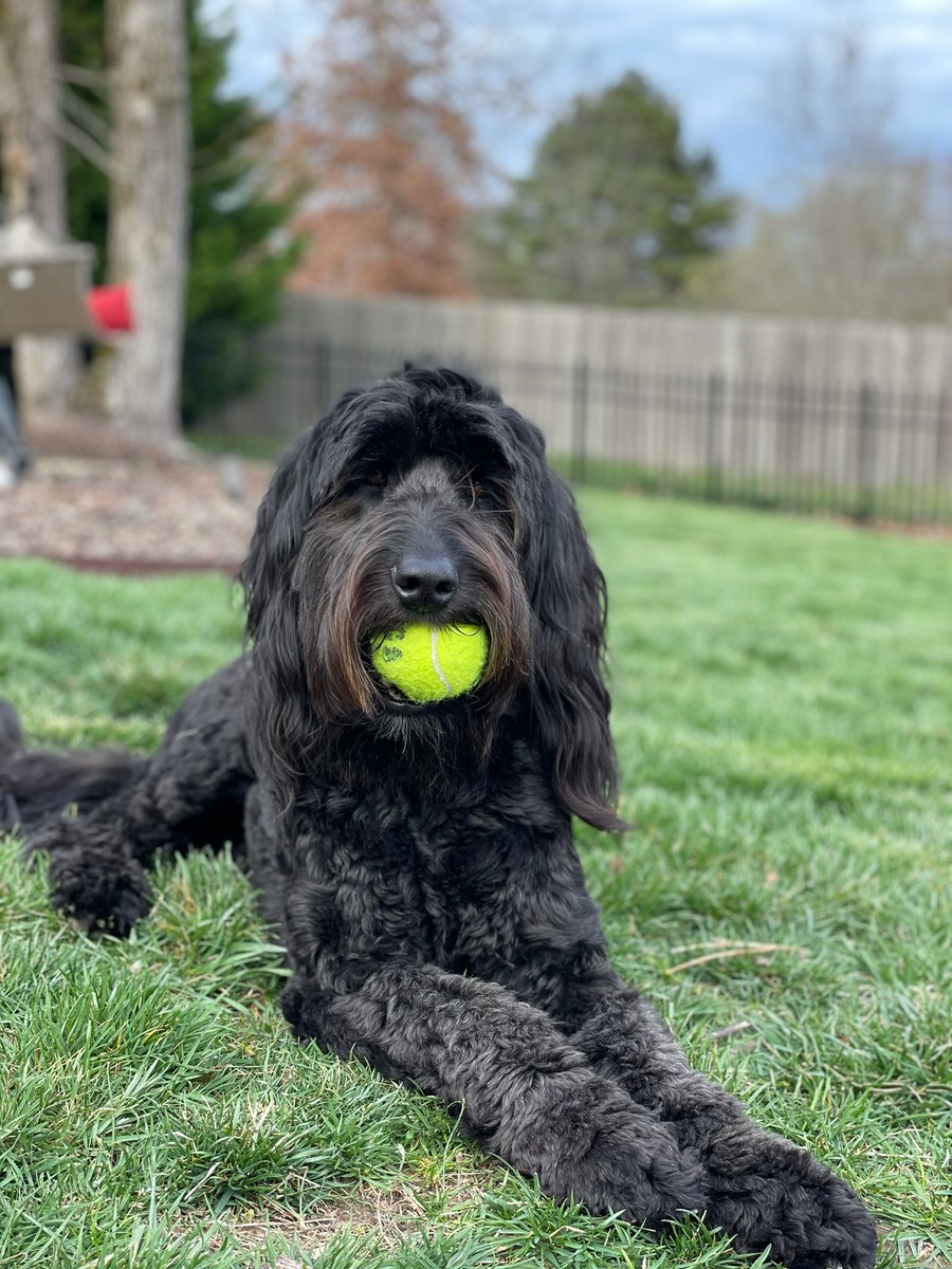 bwalk7's tweet photo. Addie is soaking in a beautiful Sunday! https://t.co/S4iD57jPhS