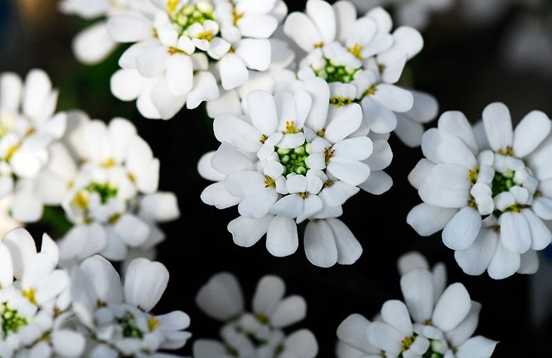 メリアルーム 土日祝いいねお休みです 今日の花 3月22日の誕生日花は イベリス 花言葉は 心を惹きつける です この日生まれの人の鋭い感性は 周囲の人を魅了します 出会う人には時間をかけ知ることで素敵な出会いがあるでしょう 3月22
